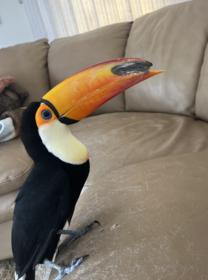 broken beak.jpg