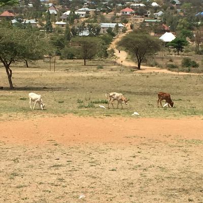 Livestock grazing on the LVDC grounds.  Lake Victoria Disability Centre | Musoma, Tanzania.