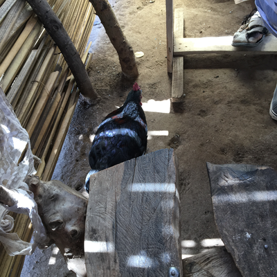 A chicken pecking around inside of Mama Mzuka's Lunch Shack.  Lake Victoria Disability Centre | Musoma, Tanzania.