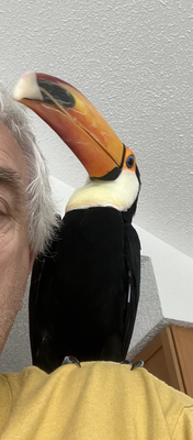 beak with white tip of dental bonding material.jpg