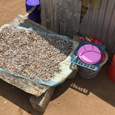Dagaa, Lake Victoria Sardines, drying in the sun outside of Mama Mzuka's Lunch Shack.  Lake Victoria Disability Centre | Musoma, Tanzania.